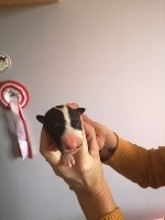 du Clos De Billy - Bull Terrier - Portée née le 19/10/2020