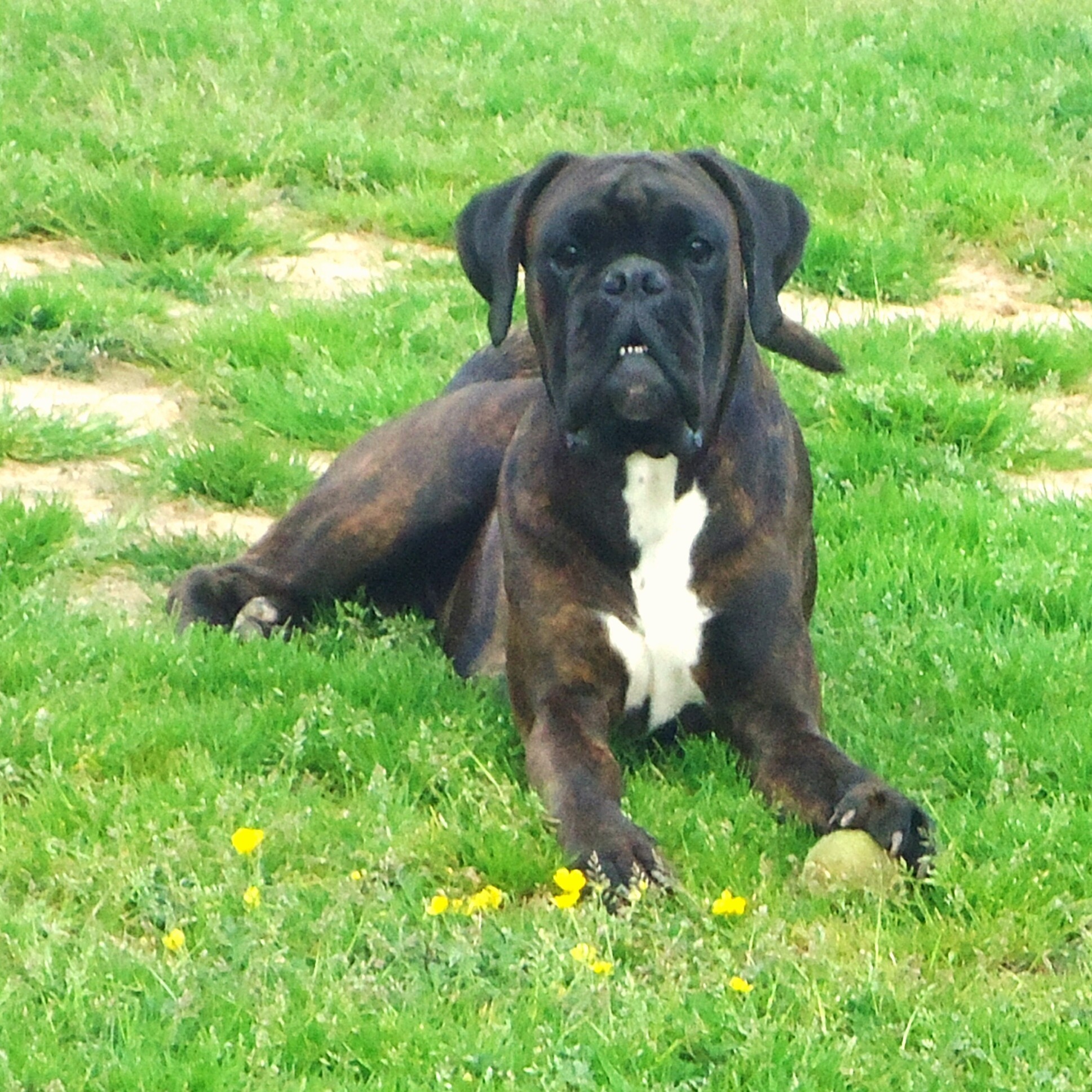 CH. Glen de la villa patience