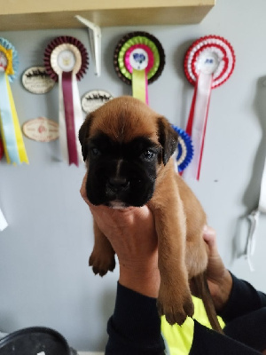 CHIOT