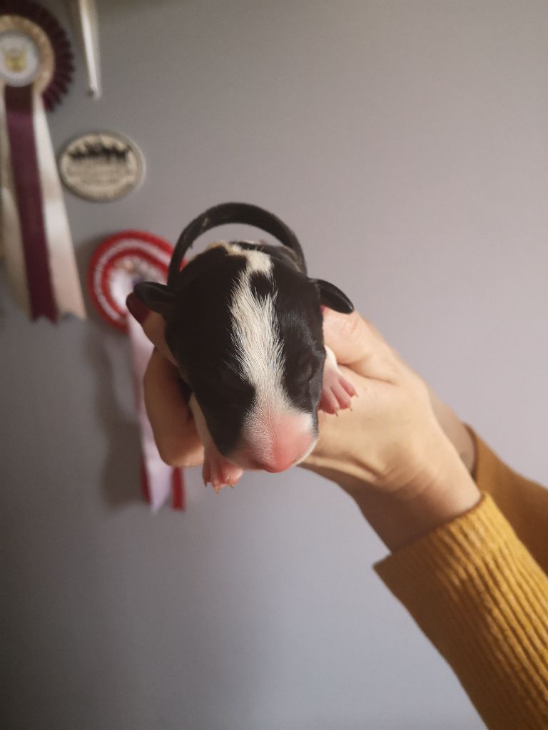 du Clos De Billy - Bull Terrier - Portée née le 19/10/2020